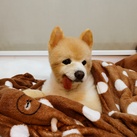 BEAR BEAR